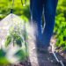 Image of farmer spraying vegetables