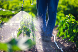 Image of farmer spraying vegetables